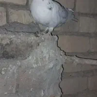 کبوتر|پرنده|گلپایگان, |دیوار