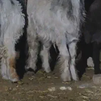 میش . بره .|حیوانات مزرعه|عسگران, |دیوار