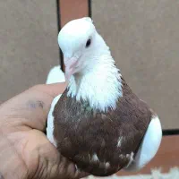کبوتر شوش