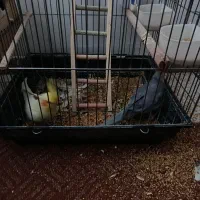 4عروس هلندی و یه دونه جوجه|پرنده|هشتگرد, خور|دیوار