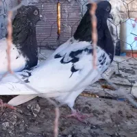 ۶ تا حیون درجه یک