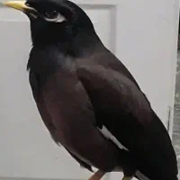 مرغ مینا گمشده