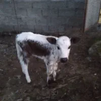 گوساله شیرخوار