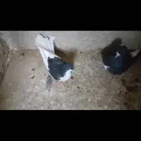 ۹عدد کبوتر رنگی وبهبهانی|پرنده|کازرون, |دیوار