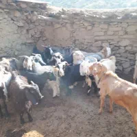 الیگودرز
