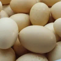 تخم مرغ محلی|خوردنی و آشامیدنی|مشهد, شهرک مهر آباد|دیوار