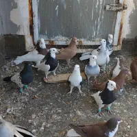 کفتر ساده سرخ طوقی زرد کرمانی پشت بال سیاه|پرنده|تربت‌حیدریه, بالا ولایت|دیوار