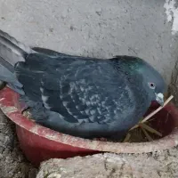 کبوتر پرشی|پرنده|سراب, |دیوار