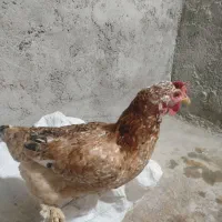 یک‌عدد‌مرغ‌جوان|حیوانات مزرعه|دهدشت, |دیوار