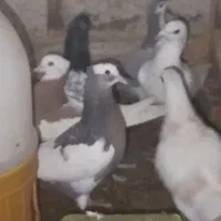 طوقی|پرنده|سبزوار, توحیدشهر|دیوار