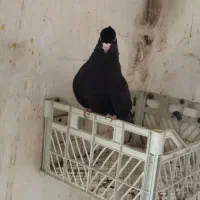 زاغ چشم ودنوک‌ سفیدکاکول میخ درجه یک مس مس|پرنده|کرمانشاه, |دیوار