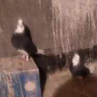 نرو ماده|حیوانات مزرعه|اصفهان, نقش جهان|دیوار