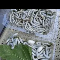 کرم ابریشم قیمت همکاری