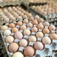 تخم مرغ محلی
