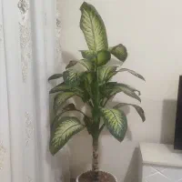 فروش گل دیفن باخیا