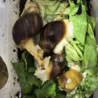 فروش فوری حلزون آلبینو