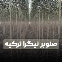 نهال صنوبر نیگرای ترکیه بادرآمد میلیاردی
