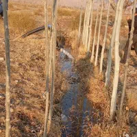 باغ در دیزیج جمشید خان