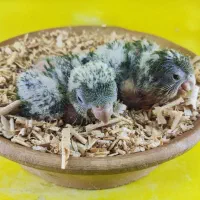 جوجه راهب سبز سرلاکی