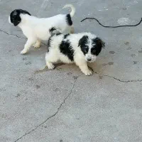 سگ قدرجونی|سگ|مسجد سلیمان, |دیوار