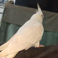 عروس البینو دستی