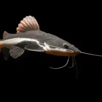 چانا لیمباتا پنگوسی درشت آروانا درشت ردتیل درشت|ماهی|همدان, |دیوار