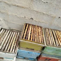 حیوانات مزرعه