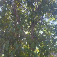 چوب خشک درخت گردو