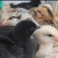 جوجه گلپایگان