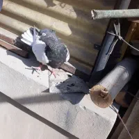 کفتر|پرنده|تهران, بهارستان|دیوار