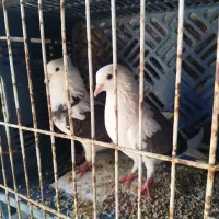 کبوتر  پرشی