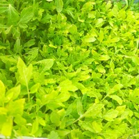 فروش انواع نشاء عمده و دونه ای فقط ۲ هزار تومان