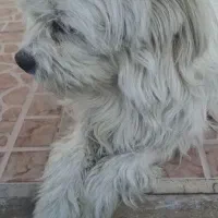 سگ پشمالو|سگ|شیراز, زرهی|دیوار