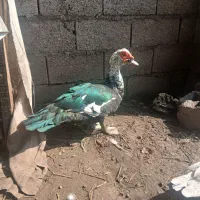 اردک اسراعیلی نر ۲ تا ۳۵۰۰