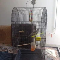 عروس هلندی نر