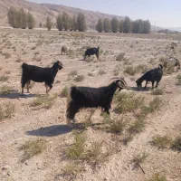 بز داشتی کهره دار