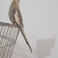 عروس هلندی|پرنده|قم, تعویض پلاک|دیوار