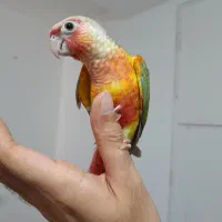 طوطی گرینچیک های سوپر رام و چلوندنی در انواع رنگ|پرنده|قائم‌شهر, |دیوار