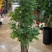 درختچه مصنوعی|گل مصنوعی|تبریز, |دیوار