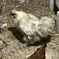 تخم مرغ محلی نطفه دار