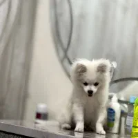 سگ پامرین اپارتمانی|سگ|میاندوآب, |دیوار