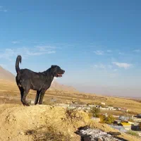 سگ گله