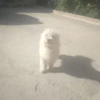 سگ تول بازی گوش حرف گوش کن
