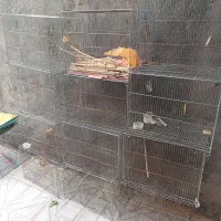 قفس پرتده|لوازم جانبی حیوانات|کهک, |دیوار