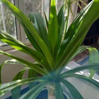 گل سوسن|گل و گیاه طبیعی|یزد, |دیوار