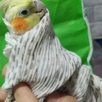 عروس مرواریدی ماده