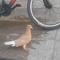 پرنده