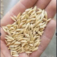نیازمند بذر جو ریحان