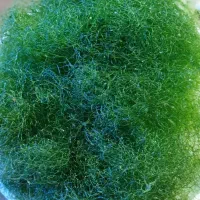 گیاه چیتو