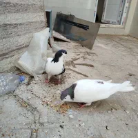 چپ سیاه